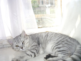 Кому нужен настоящий британский красавец?