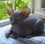 Донской сфинкс.