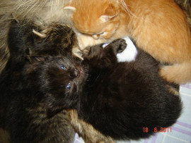 пушистики-котята 2