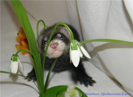 Продается очаровательный хорек