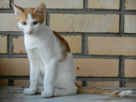 отдам в добрые руки с подарками