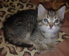 Отдам котят в хорошие руки!