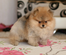 Продам собачек