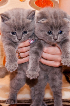 Британские плюшевые котята