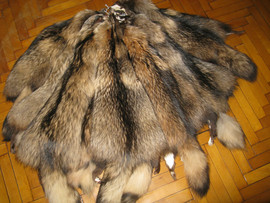 Продам шкуры енотовидной собаки.