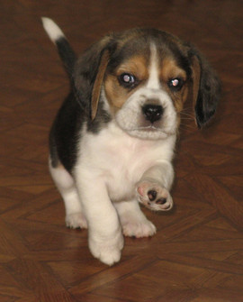 Щенки бигля в Новосибирске