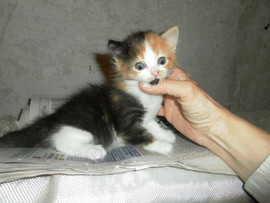 Две сестренки-красотки ищут себе хороших хозяев!