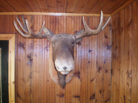 продам головы 3