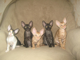 котята-корнишата