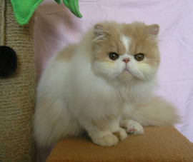 Питомник "Sigel" предлагает красавца-перса