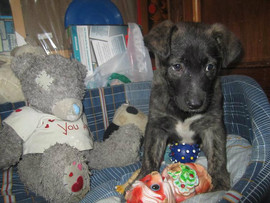 Мексиканская пуховочка, очаровательная девочка, 1,5 мес