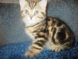 британка эксклюзивного окраса