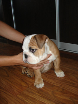 Английский бульдог