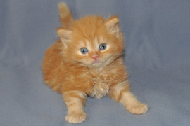 Британские длинношёрстные котята 3