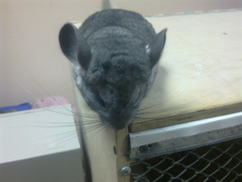 продам шиншилл