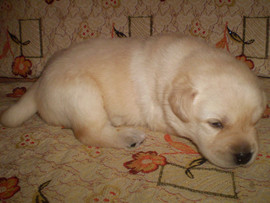 Родились долгожданные щенки лабрадора-ретривера