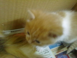 Продажа пушистых котят 8