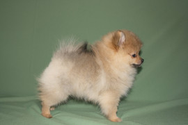 Немецкие шпицы