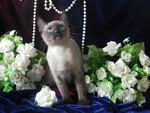 тонкинские котята