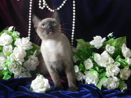 тонкинские котята