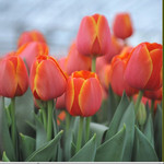 Тюльпаны из Красноярска оптом и в розницу