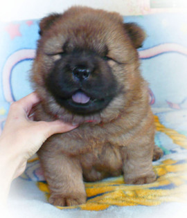 Продаются щенки чау-чау