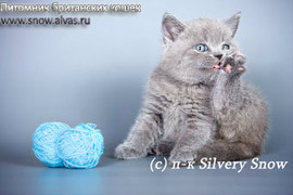 Голубые плюшевые британские котята