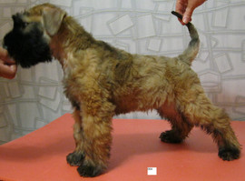 продажа щенков пшеничного терьера