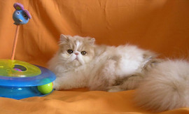 Питомник "Sigel" предлагает красавца-перса 4