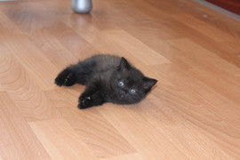 продаются британские котята