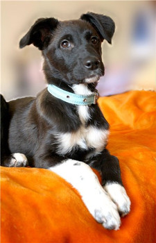 Щенок Дана в дар