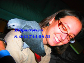 Жако - ручные птенцы из питомников Чехии,ФРГ