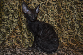 Роскошная девочка Корниш рекса 5