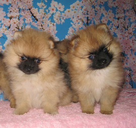 Немецкий шпиц щенки