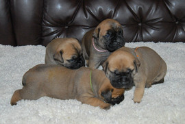 Щенки Бульмастиф
