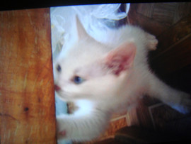 котята в добрые руки 2