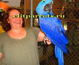 Абсолютно ручные птенцы попугаев из питомников