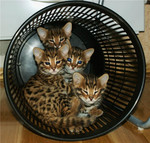 Бенгальские котята на выбор! Видео!