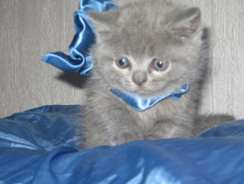 Британские плюшевые котята 2