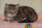 Продам шотландских короткошерстных прямоухих котят