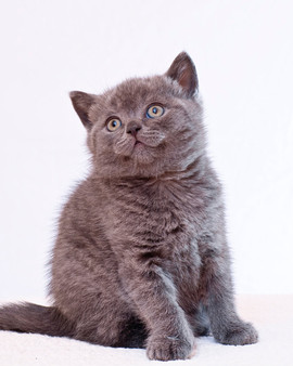 Продаются британские котята 3