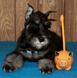 Щенок цвергшнауцера, сука, окрас черный с серебром