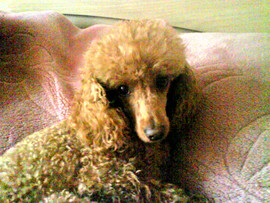 карликовый пудель