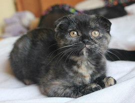 Шотландские страйт котята 3