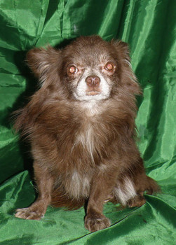 Чихуахуа шоколадный д/ш мальчик приглашает дам для вязок