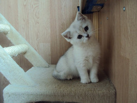 Британские серебристые котята