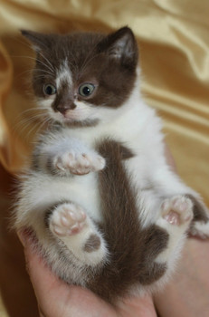 Шотландские страйт и фолд котята 4