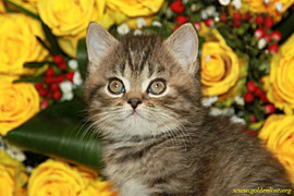 Шотландские котята с документами