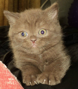 Британские котята