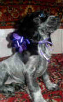 Русский спаниель